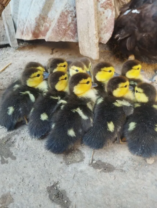 Indautka bolakarı onası bılan. 450 mıng. ördaklar Vobkentda — фото 2