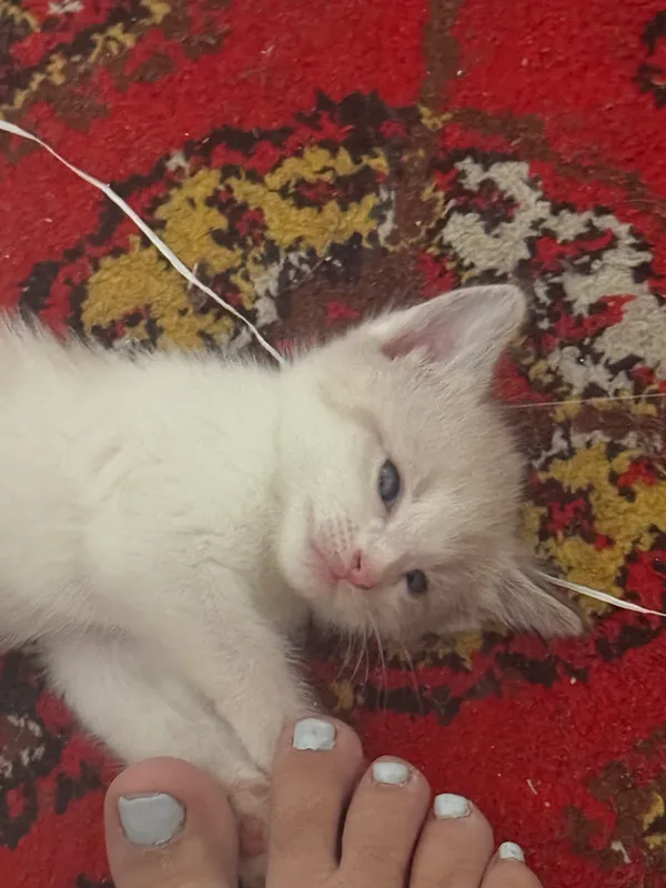 отдаю в хорошие руки 4 отдаю в хорошие руки 4