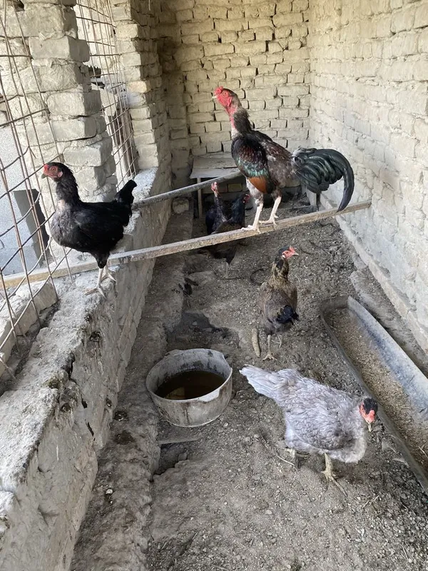 Kulangi xoʻroz blan tovuqla sotiladi