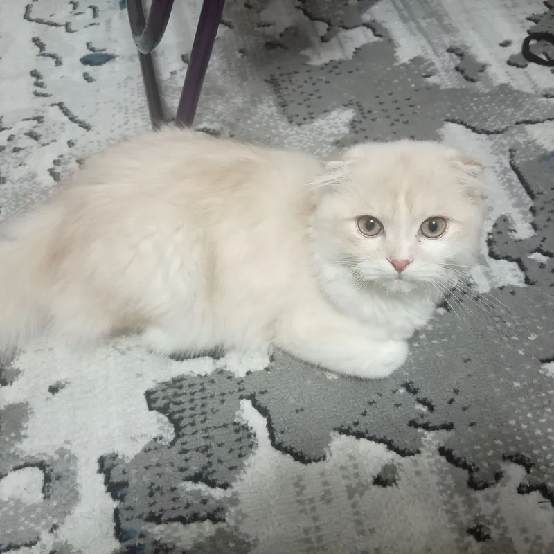 кот Scottish Fold 1