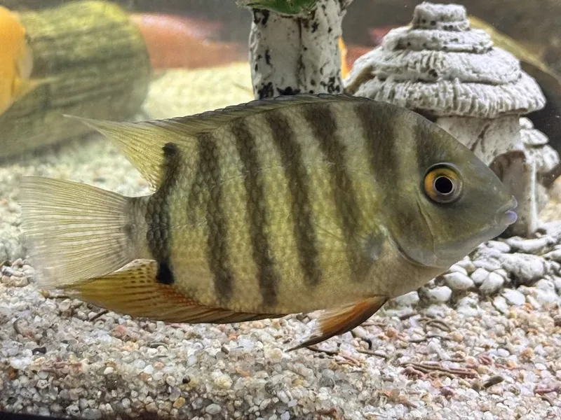 Afrika cichlid baliqlar 10sm dan kotta samets — фото 2