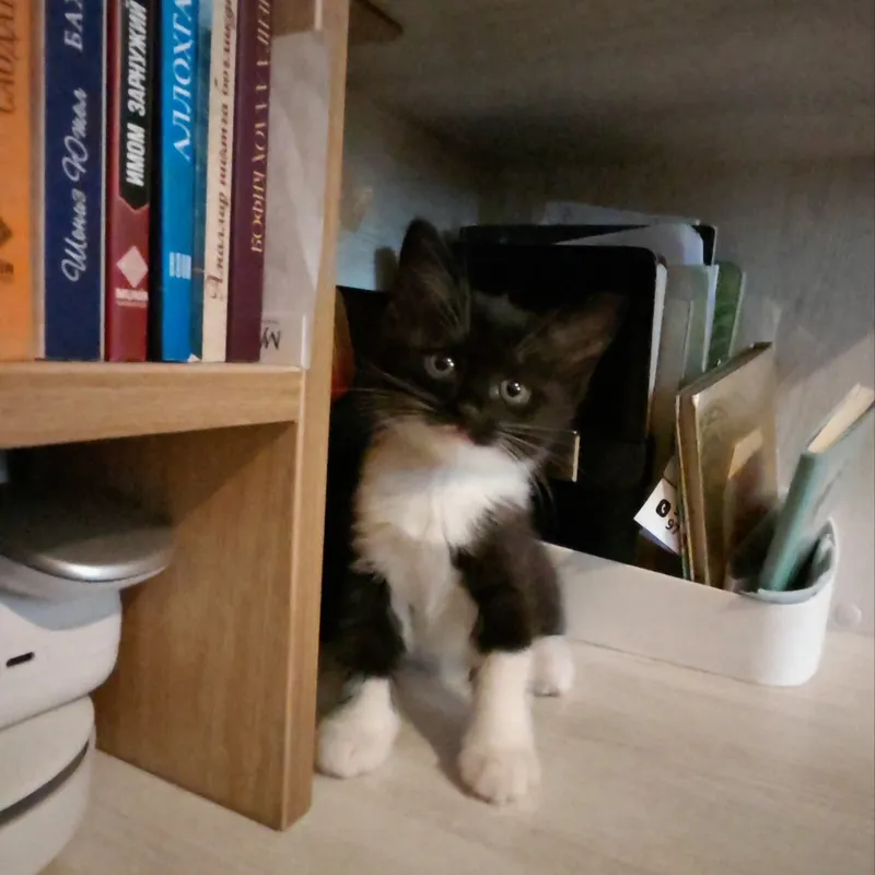 Кошечка даром