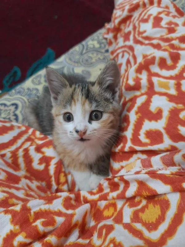 Котенок в добрые руки — фото 1