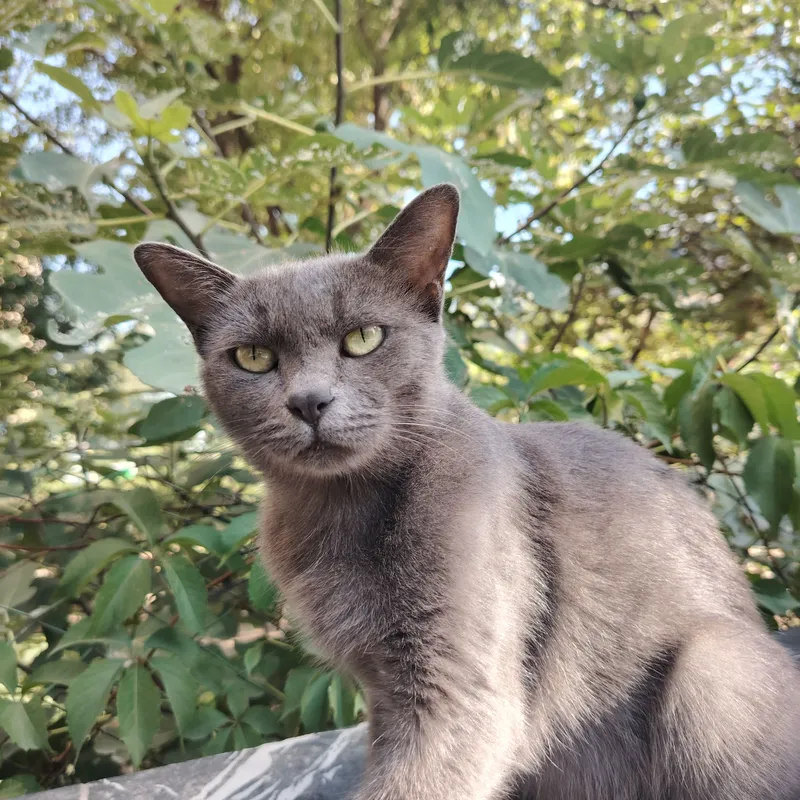есть кошка, спокойная 1 есть кошка, спокойная 1