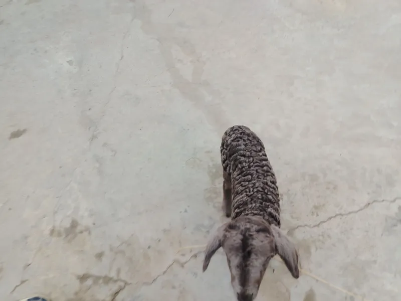 Barracha sotiladi qoyni bolasi