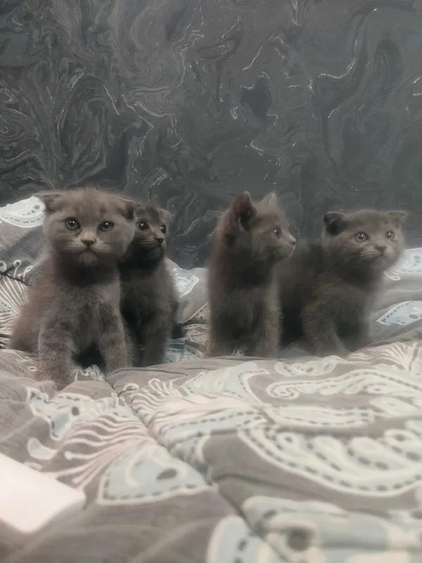 Мурчащие комочки счастья!Шотландские котята (фолды и страйт) — фото 1