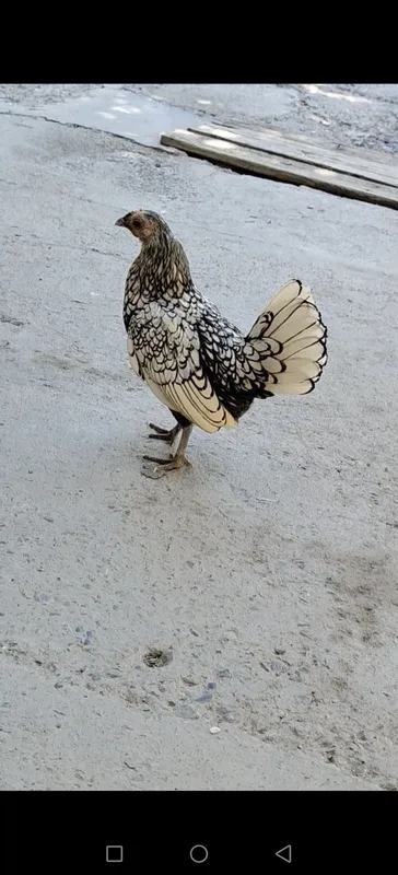 Assalomu alaykum paranda ishqivozlari Assalomu alaykum paranda ishqivozlari