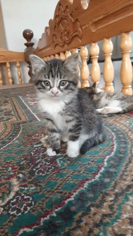 Отдаются котята даром — фото 5