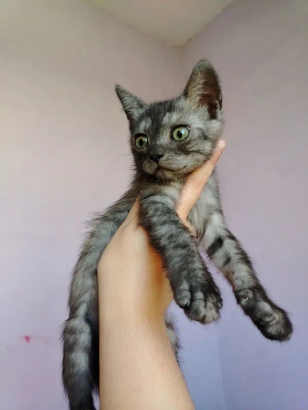 Котята 2 Котята 2