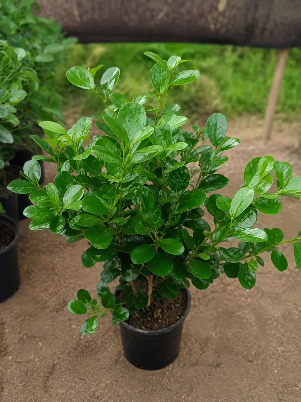 Maklamena guli. Fikus. Фикус гул