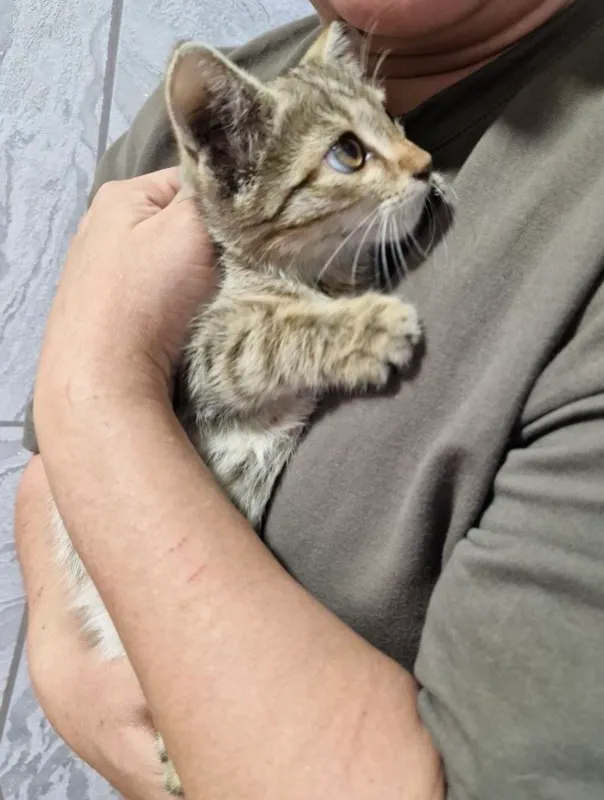 mushukcha Hadiya, кошечка девочка, 2 месяца 4 mushukcha Hadiya, кошечка девочка, 2 месяца 4