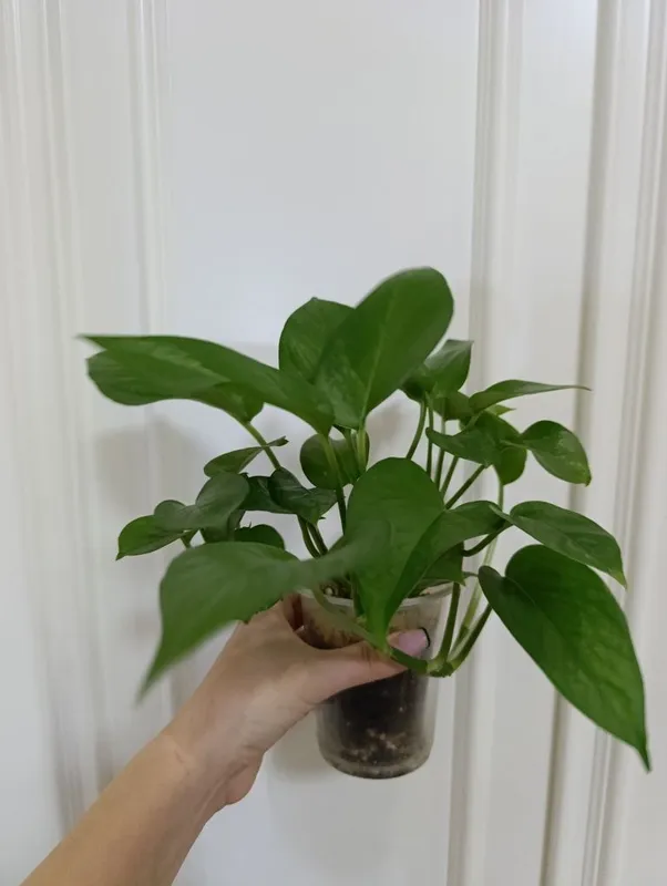 Epipremnumlar sotiladi 2 Epipremnumlar sotiladi 2