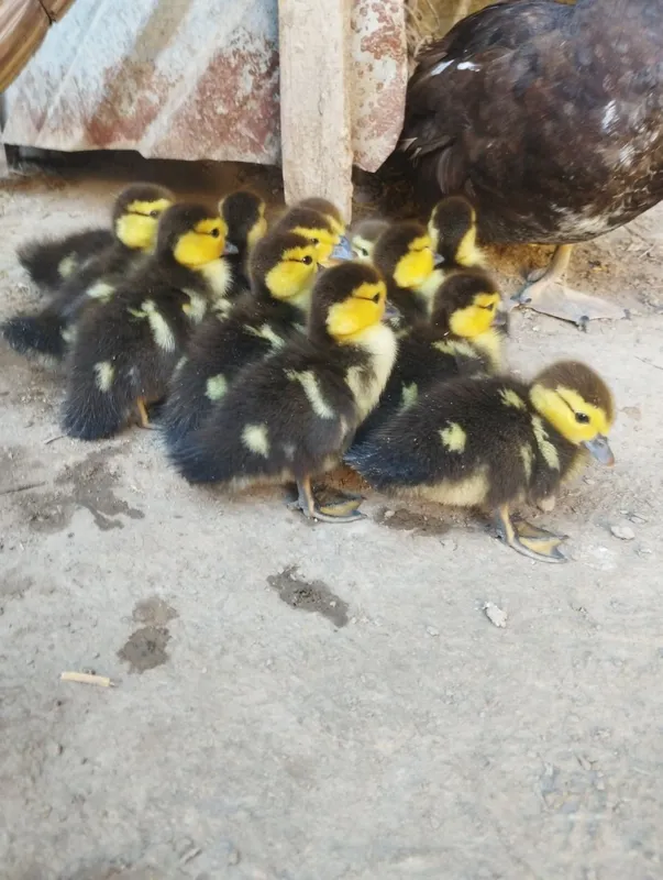Indautka bolakarı onası bılan. 450 mıng. ördaklar Vobkentda — фото 1