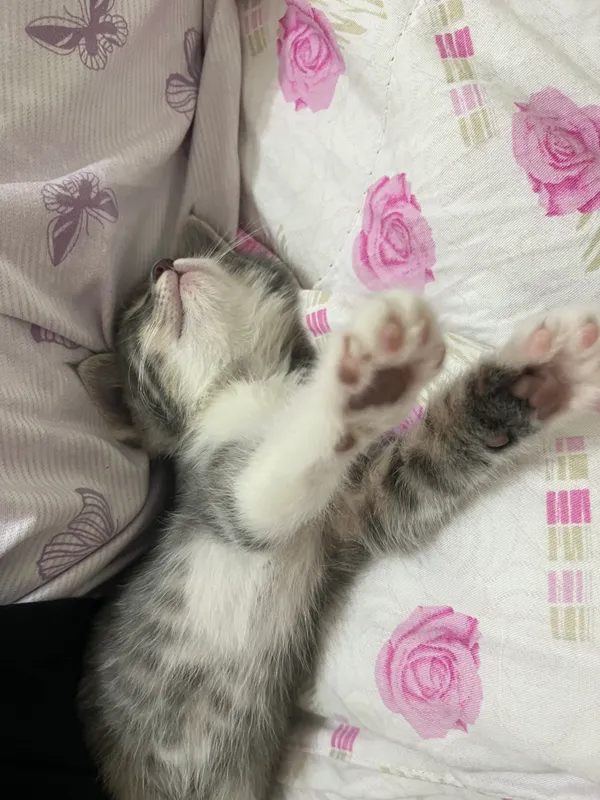 Котёнок