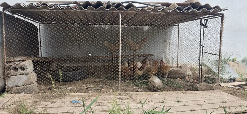 Tovuq katak zakazga yasab beramiz