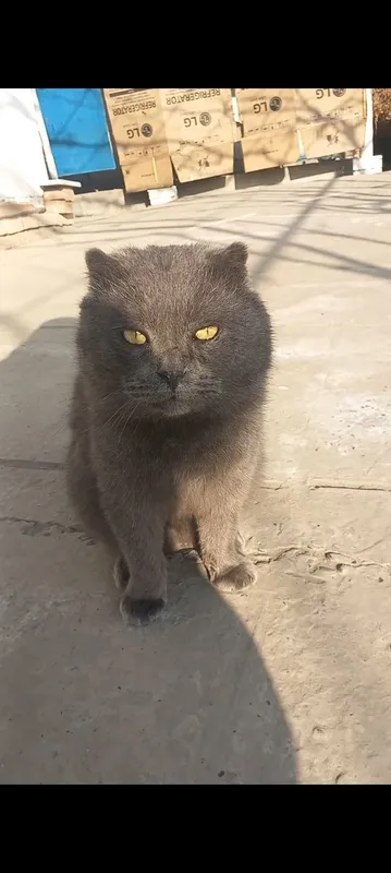 SCOTTISH fold Qoʻshish uchun.ИЩЕТСЯ ПАРА 4 SCOTTISH fold Qoʻshish uchun.ИЩЕТСЯ ПАРА 4