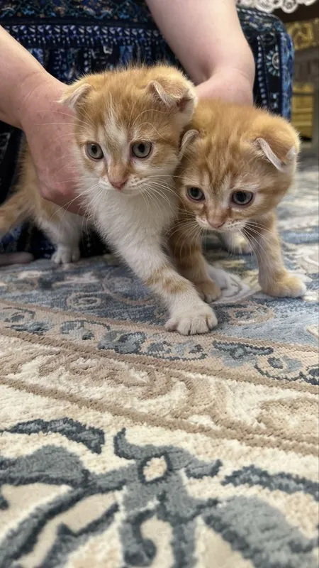 Котята скотиш фолд — фото 6
