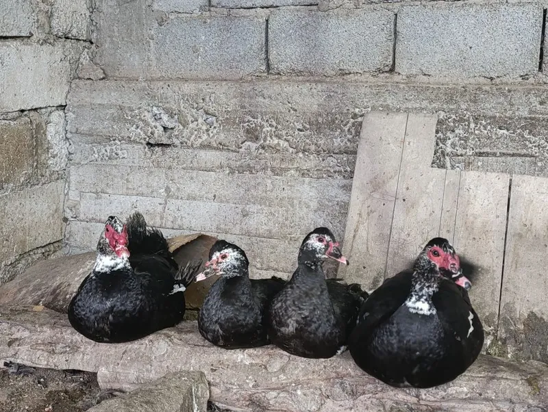 Oʻrdak (indukutka) zoti