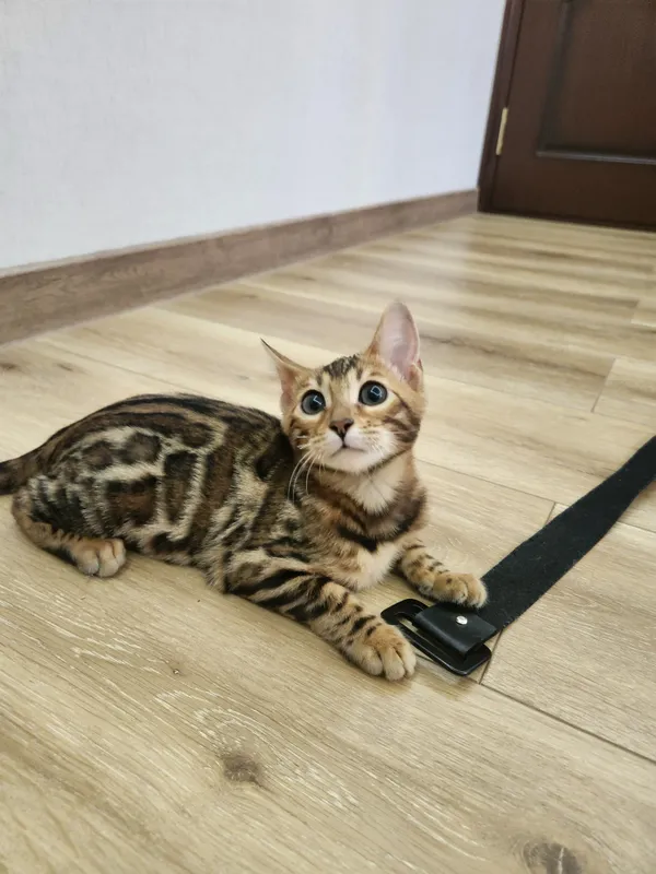 Bengal mushukcha бенгальский — фото 1