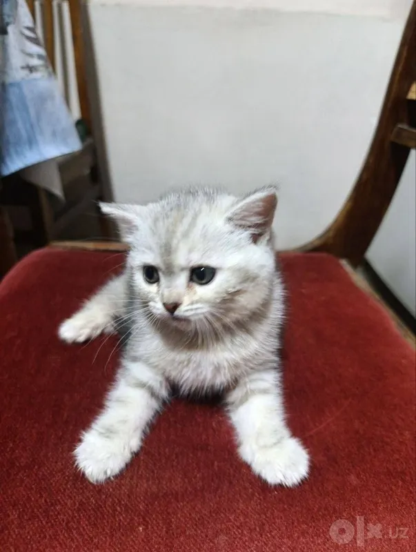 Продаётся котёнок 1 Продаётся котёнок 1
