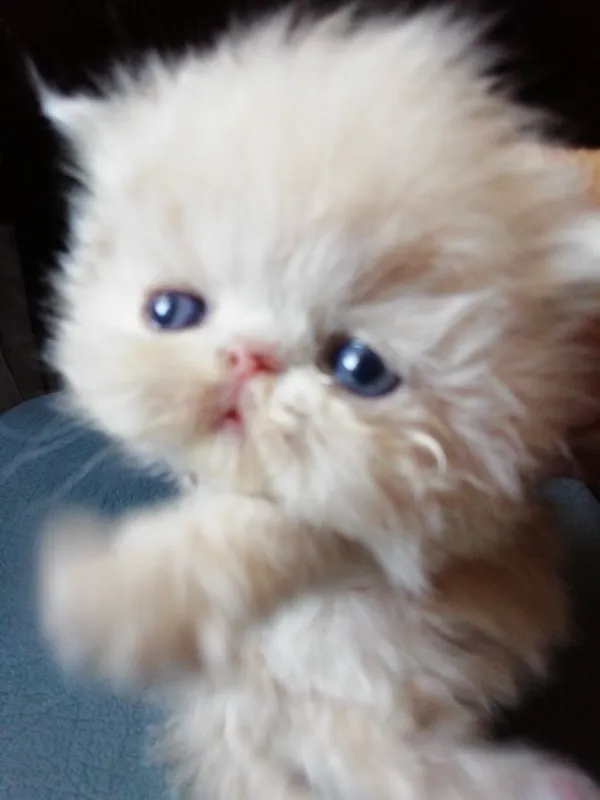 Котята персидские . — фото 3