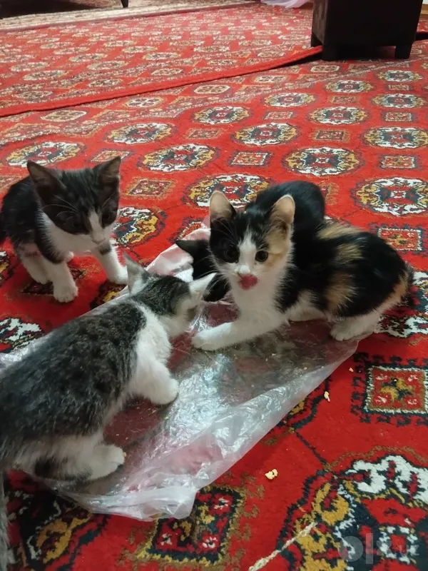 Chiroyli mushuklar bor zotdor emas 4 Chiroyli mushuklar bor zotdor emas 4