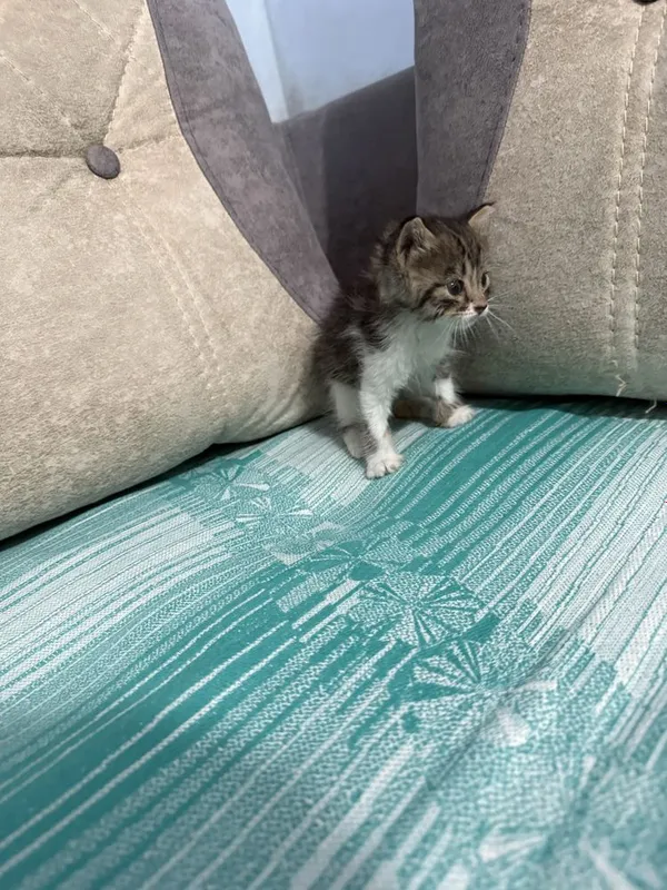 Отдам котенка даром! 7 недель, игривый , ест все!!! — фото 1