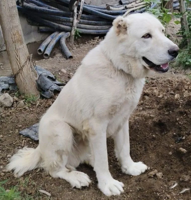 Kirgiz Alabay 1,5 yoshli
