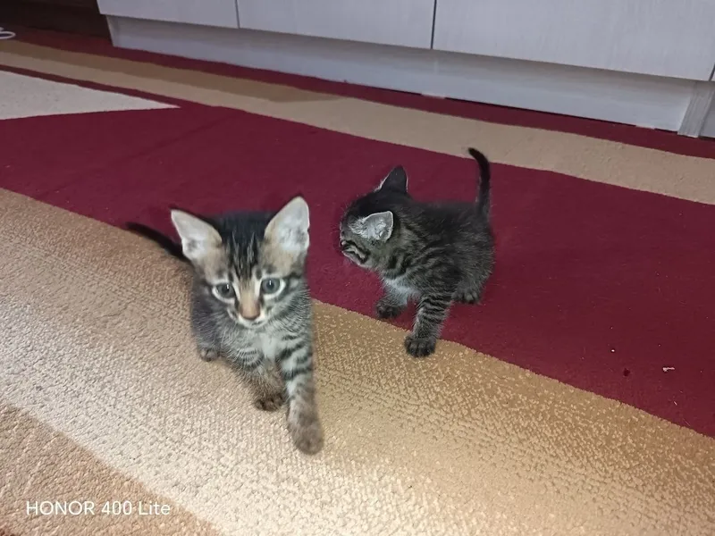 Отдам котят мужского и женского пола Отдам котят мужского и женского пола