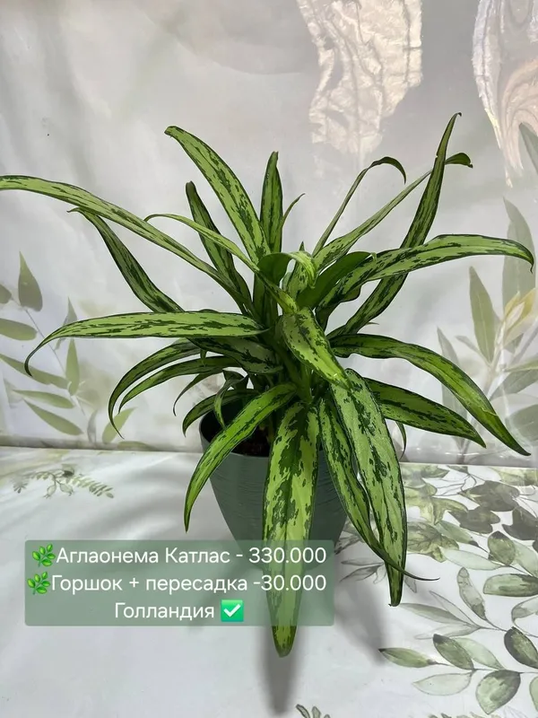 Алоказии, Аглаонемы, Хоя и др комнатные растения — фото 3