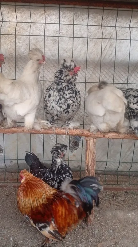 Yaponcha tovuq tuxumlariga zakas olamiz 5 mingdan — фото 2