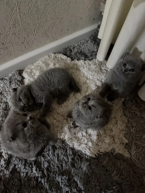 Красивые серые котята, здоровые и игривые