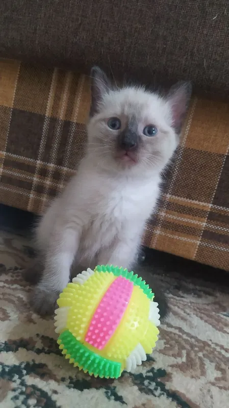 Котята недорого — фото 1