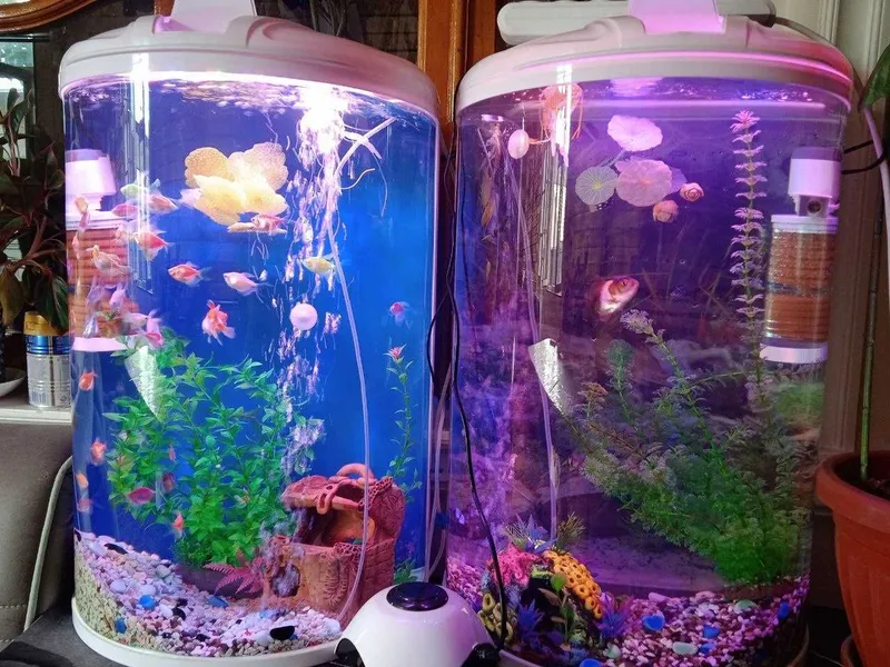 Akvarium baliqlari bilan sotiladi xolati juda yaxshi