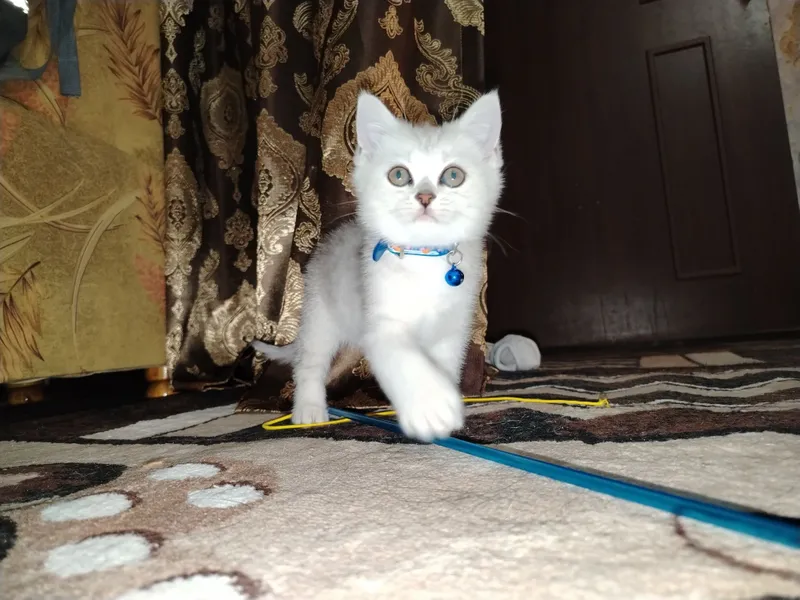 Животных котёнка 100 га 100 тоза шиншилла