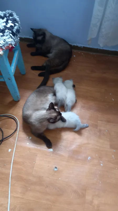 Котята сиамской пароды