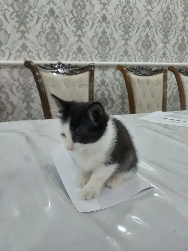 Котик (пышык) бесплатно — фото 1