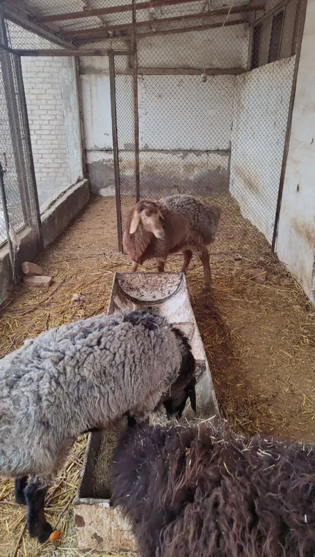 Qòchqorlar sotiladi