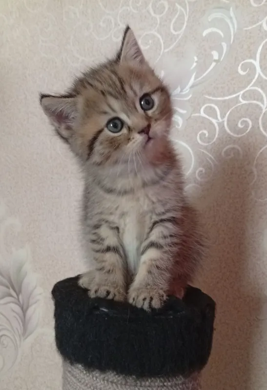 Британские котята.Акция!За двоих 700.000! — фото 2