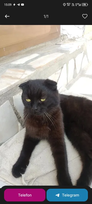 mushuk sotiladi tezda