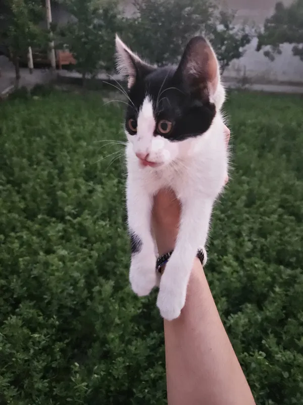 Котята с добрыми сердцами, полными любви 7 Котята с добрыми сердцами, полными любви 7