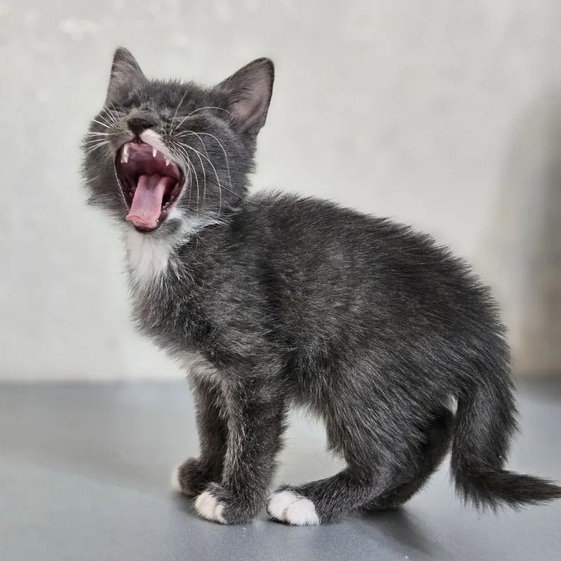 Котята в поисках дома , Ташкент !!! — фото 3
