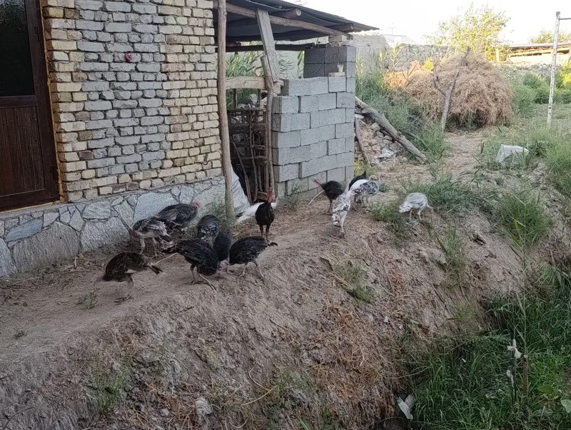 Куркалар сотилади 2