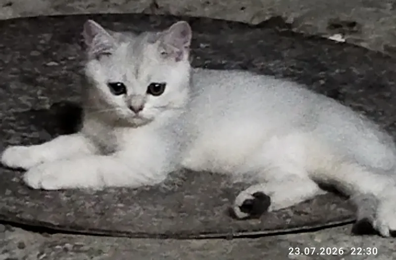 Shoshilinch sotiladi: sof zotli shotland mushukchalari 1