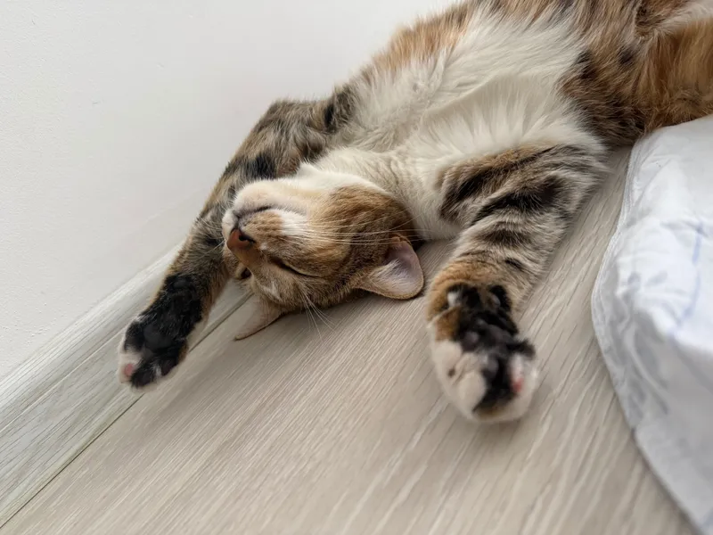 Кошка в хорошие руки 3