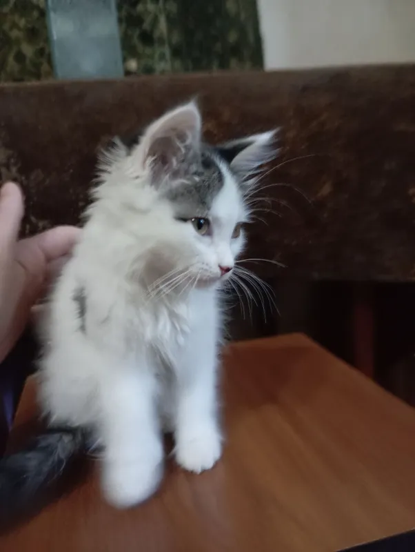 Отдам хороший руки котенка. — фото 3