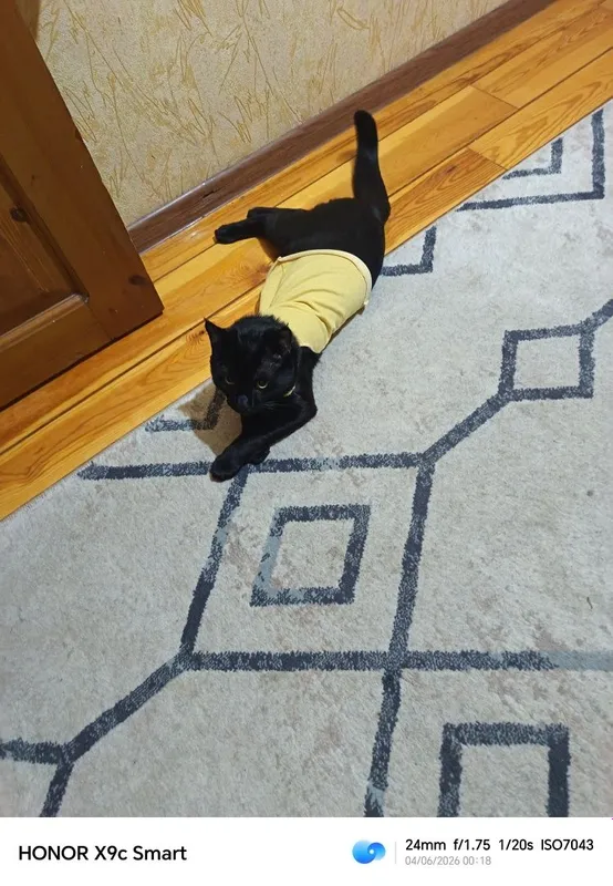 Котята бесплатно! 3 Котята бесплатно! 3