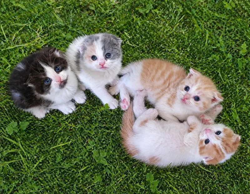 Продаются котята Шотландские скотиш фолд 1 Продаются котята Шотландские скотиш фолд 1