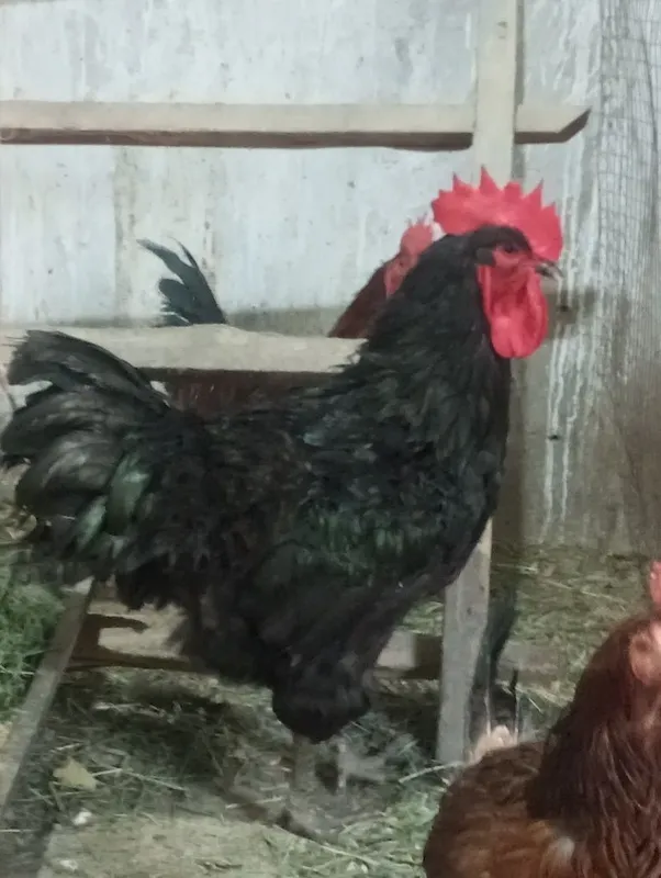 Qora shaxzoda 1+1 Кора шахзода