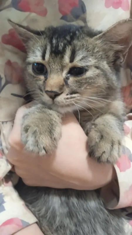 Котёнок 2 Котёнок 2